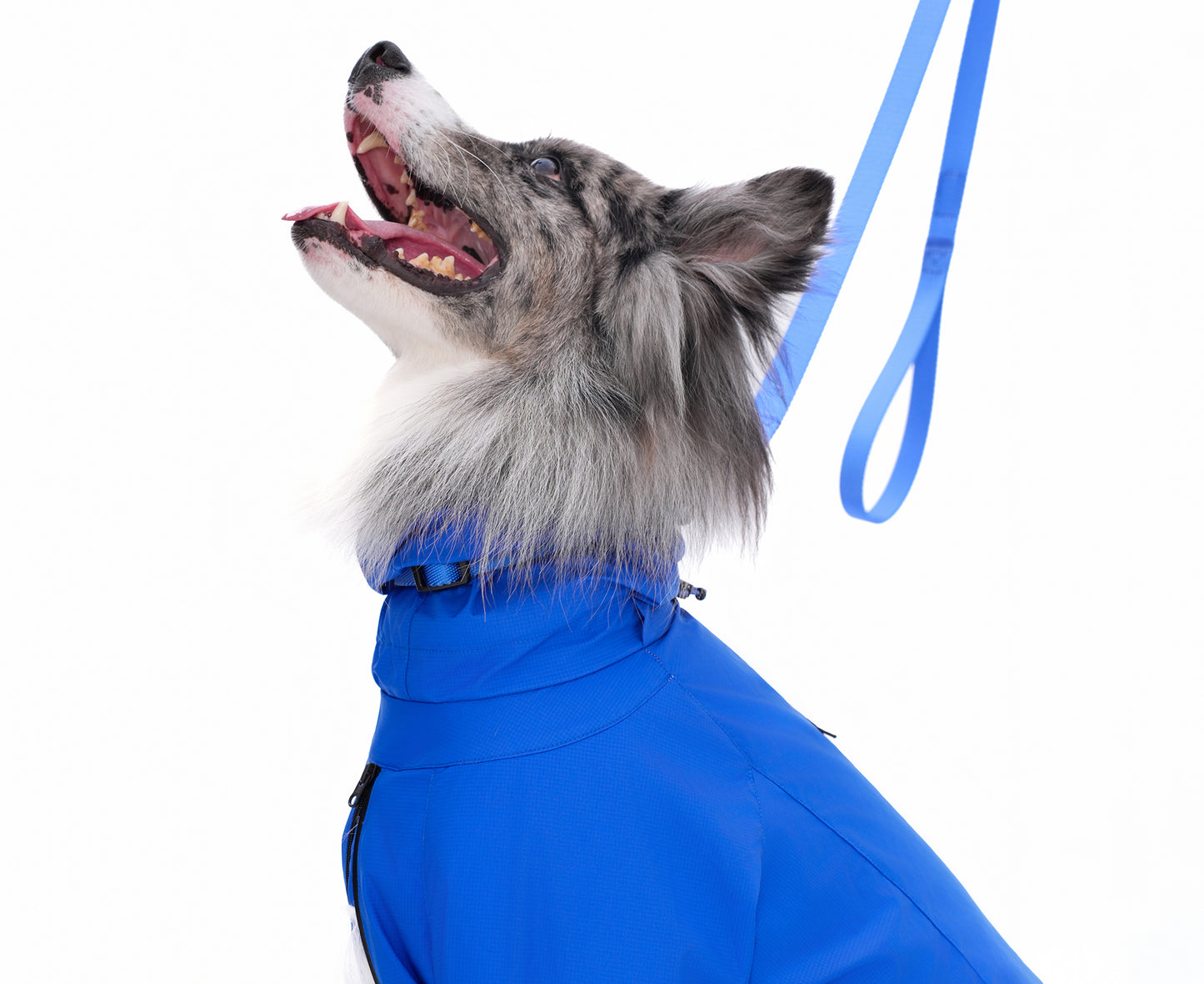ペット用リード Pet Leash KGPCCR01F0135
