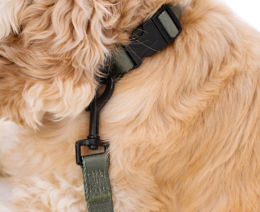 ペット用首輪 Pet Collar KGPCCR01F0137