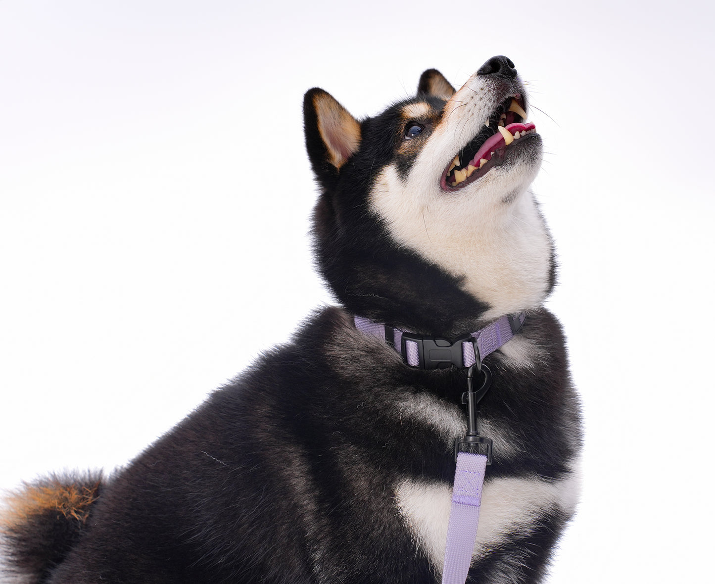ペット用リード Pet Leash GPCLS01F0122