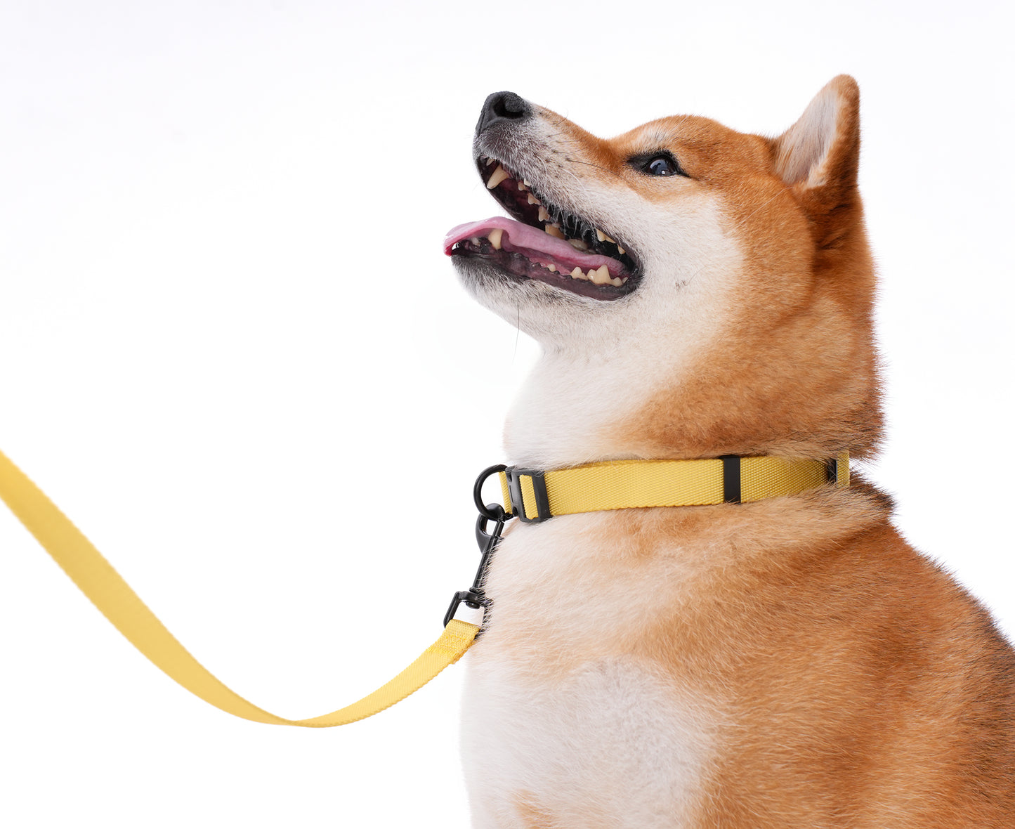 ペット用リード Pet Leash KGPCCR01F0155